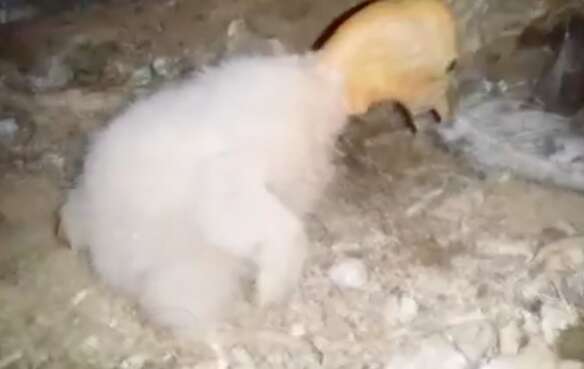 Condor chick hatched in preserve in California