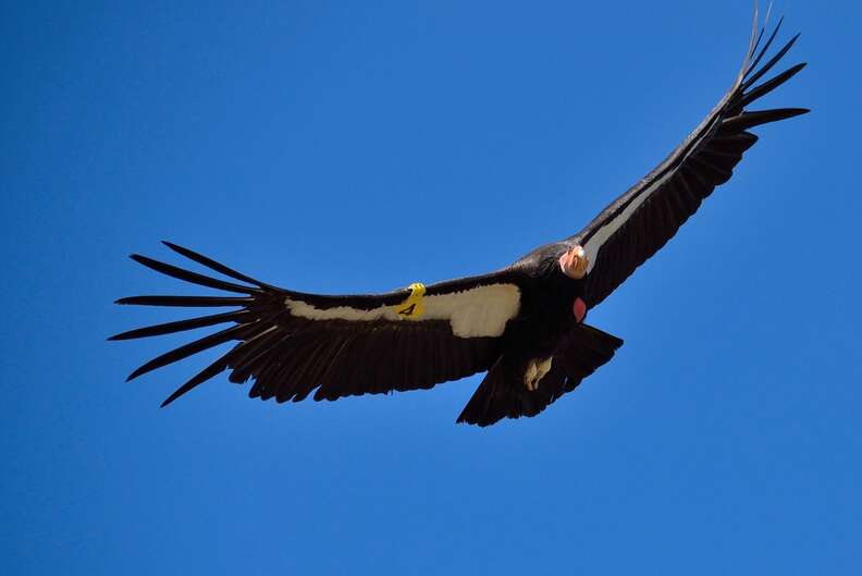Critically endangered California condor