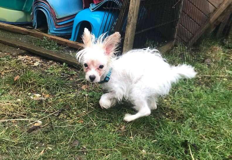 Special Needs Puppy Was Left At Bar Because She Wasn't Wanted