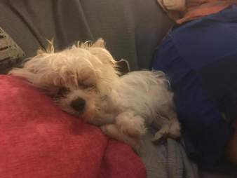 dog with special needs rescued from a bar