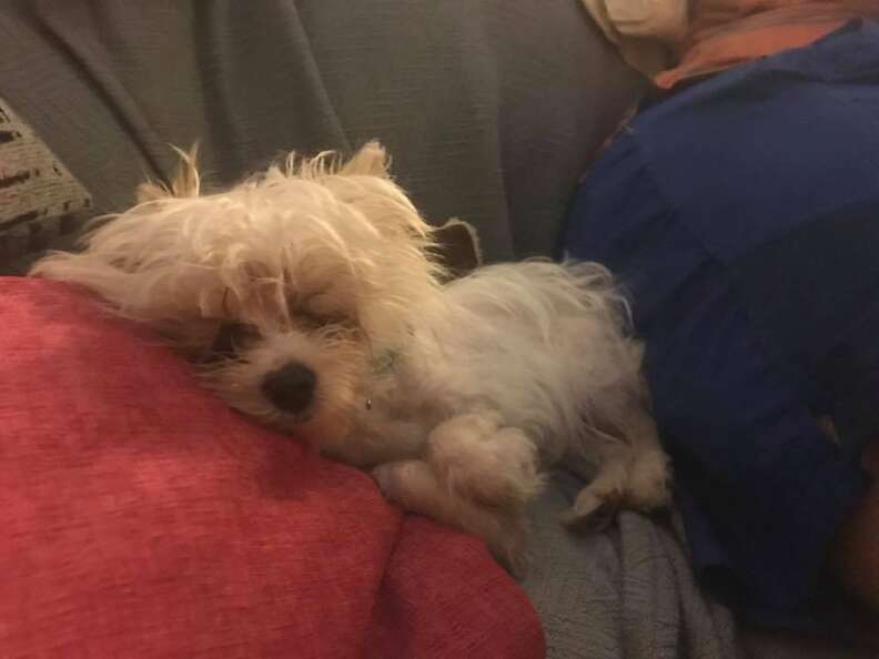 Special Needs Puppy Was Left At Bar Because She Wasn't Wanted