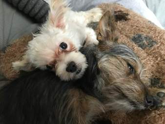 dog with special needs rescued from bar