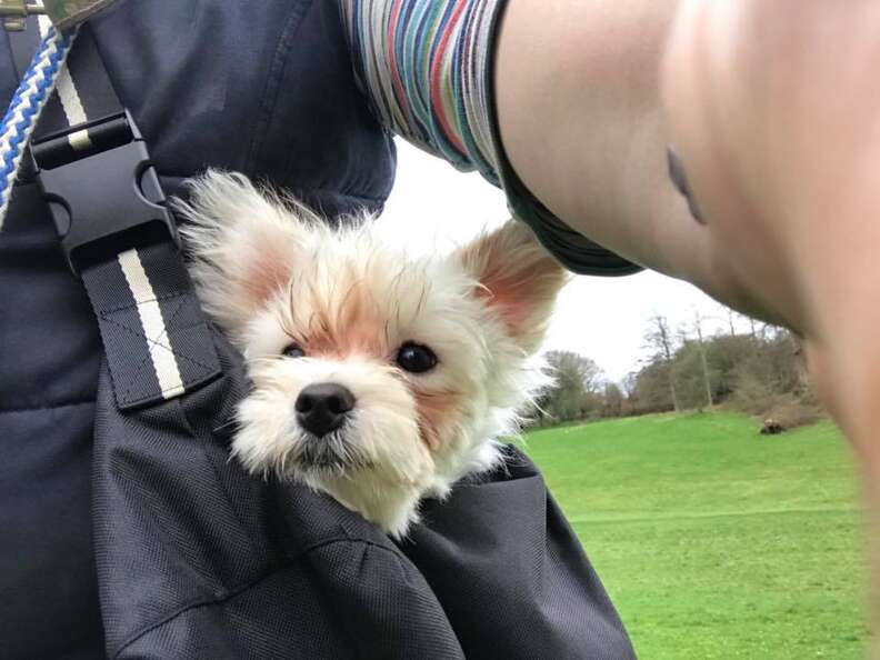 dog with special needs rescued from a bar