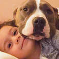Pit Bull Takes The Best Care Of Her Human Brother