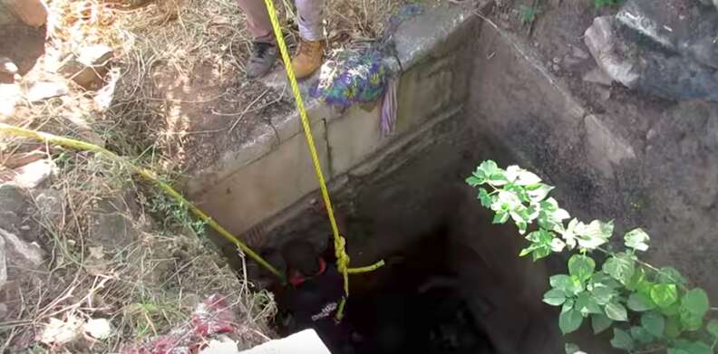 puppy rescued from a well