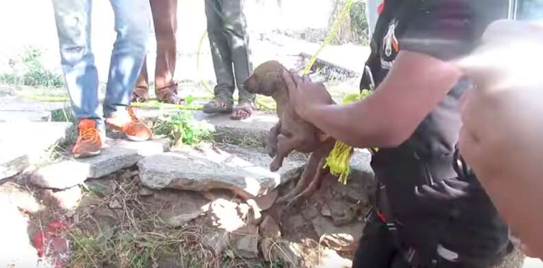 puppy rescued from a well