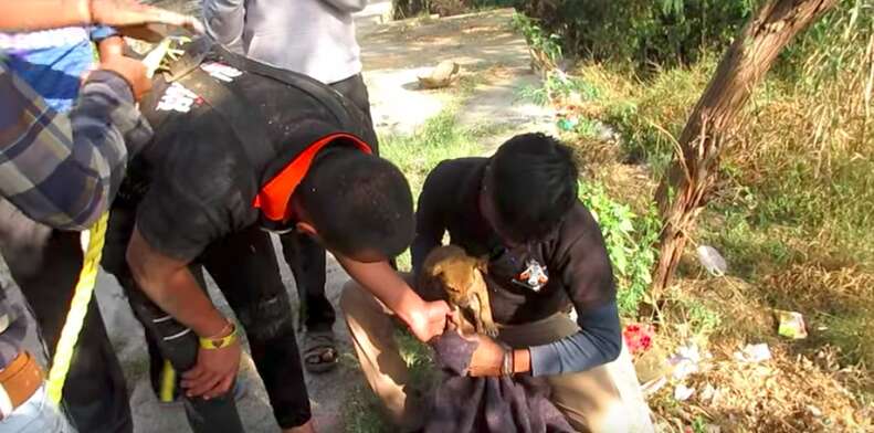 puppy rescued from a well