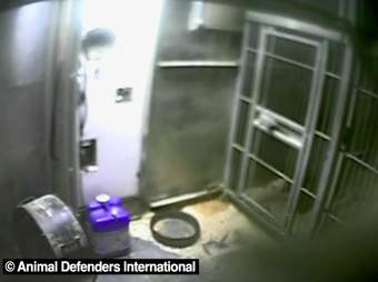 Tiny cage in trailer