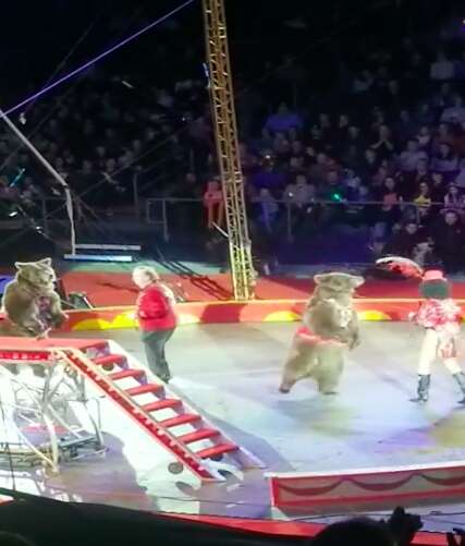 Bears performing in a circus