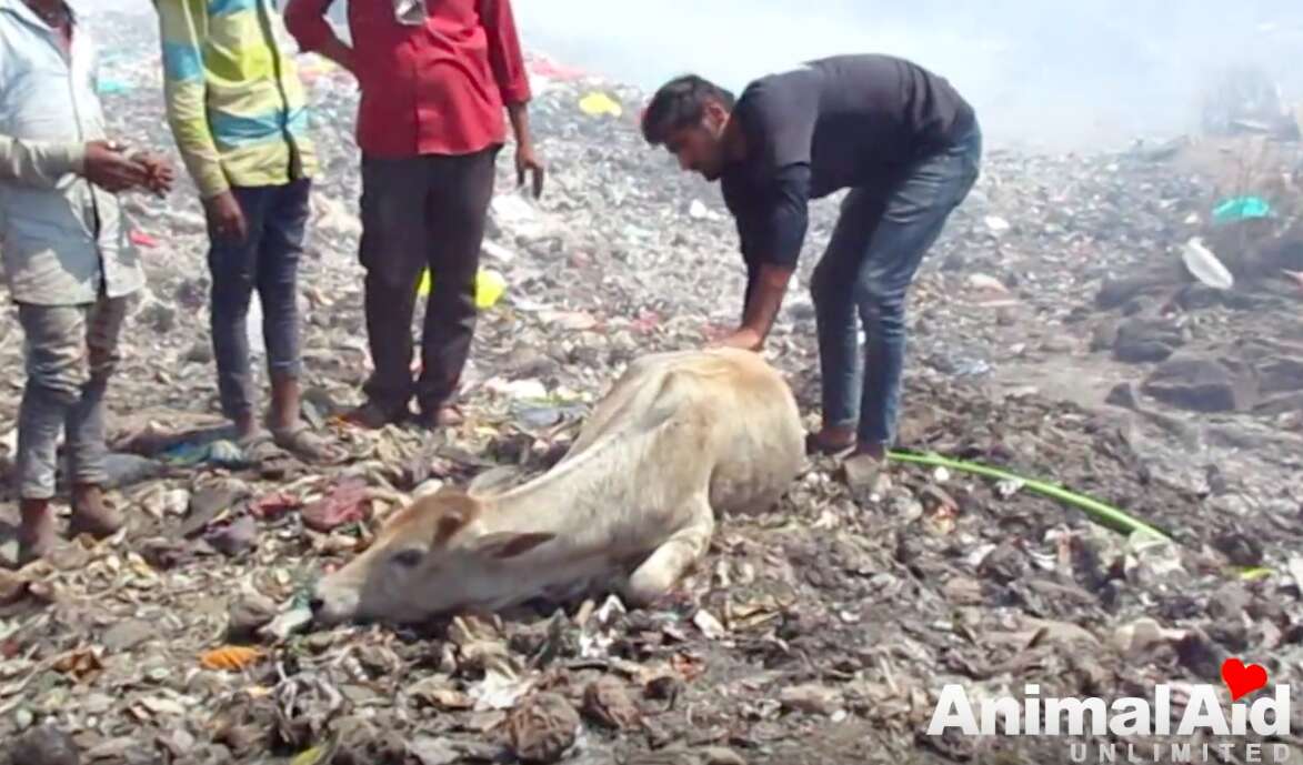 injured cow garbage dump india