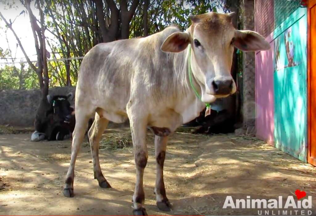 india cow street rescued