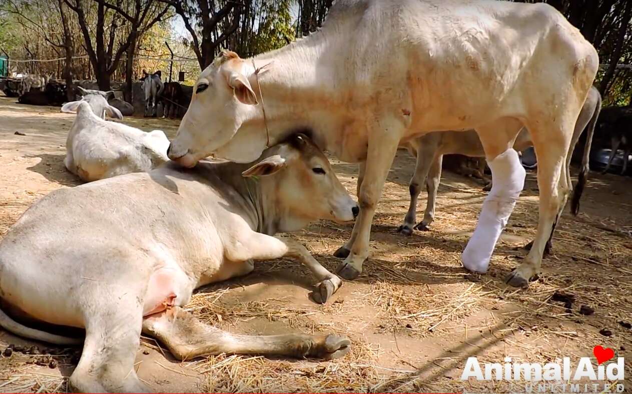 injured cow india rescue