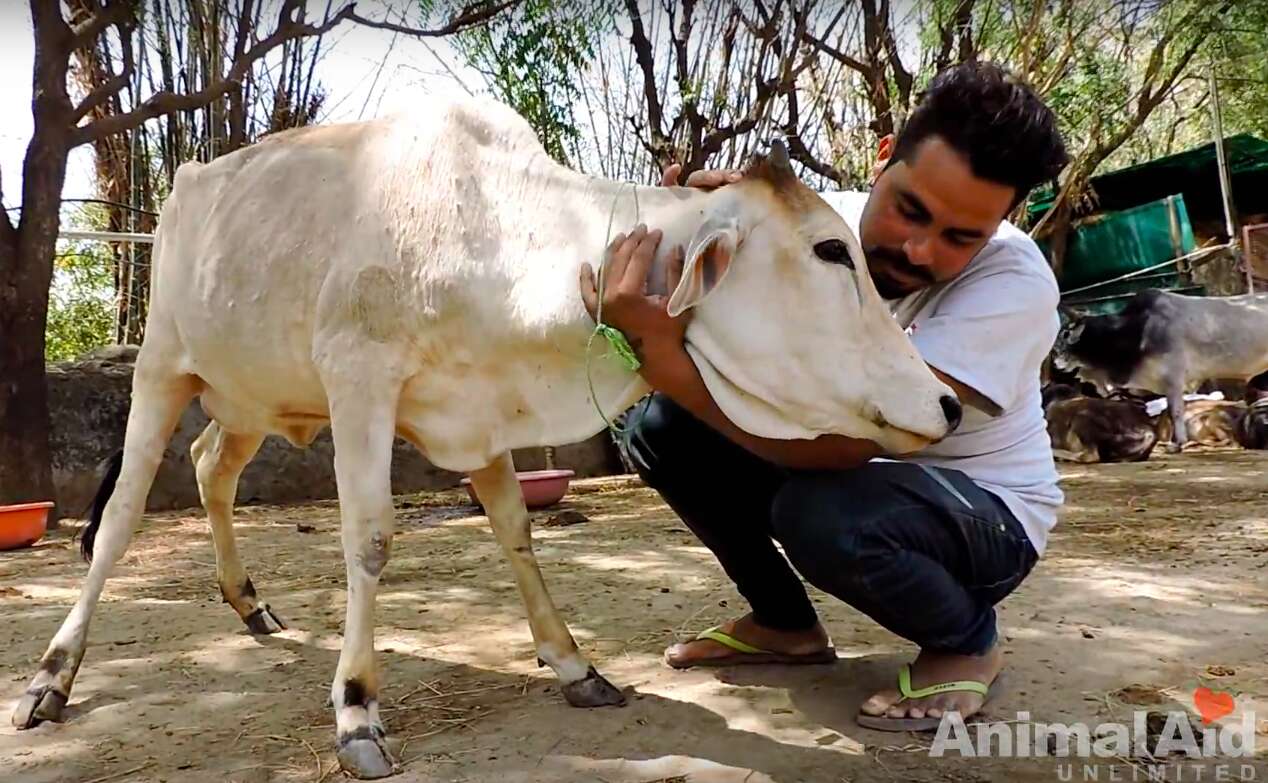 rescued street cow india