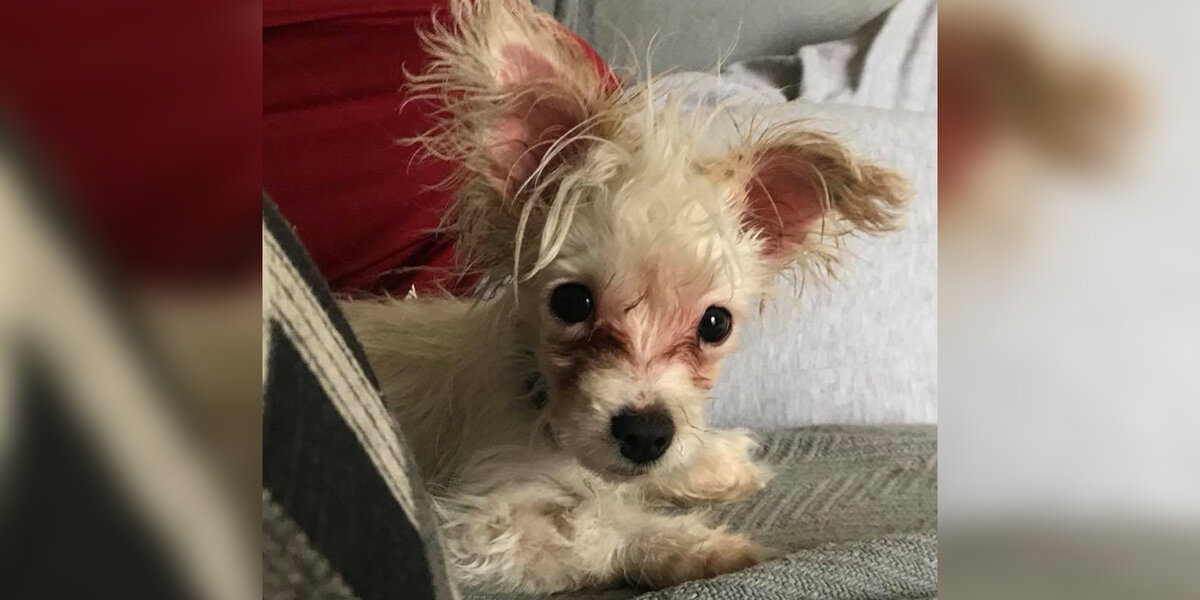 Special Needs Puppy Was Left At Bar Because She Wasn't Wanted