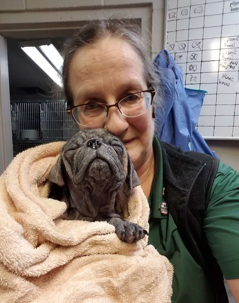 Dex after being rescued from municipal shelter