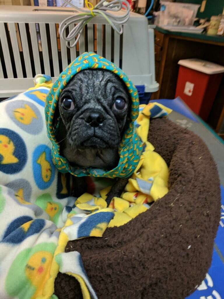 Mange best sale in pugs