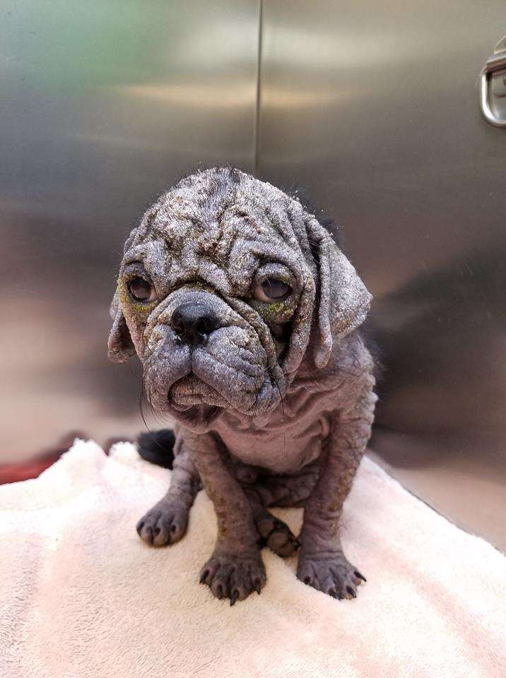 Dex the hairless stray pug at Austin Animal Center