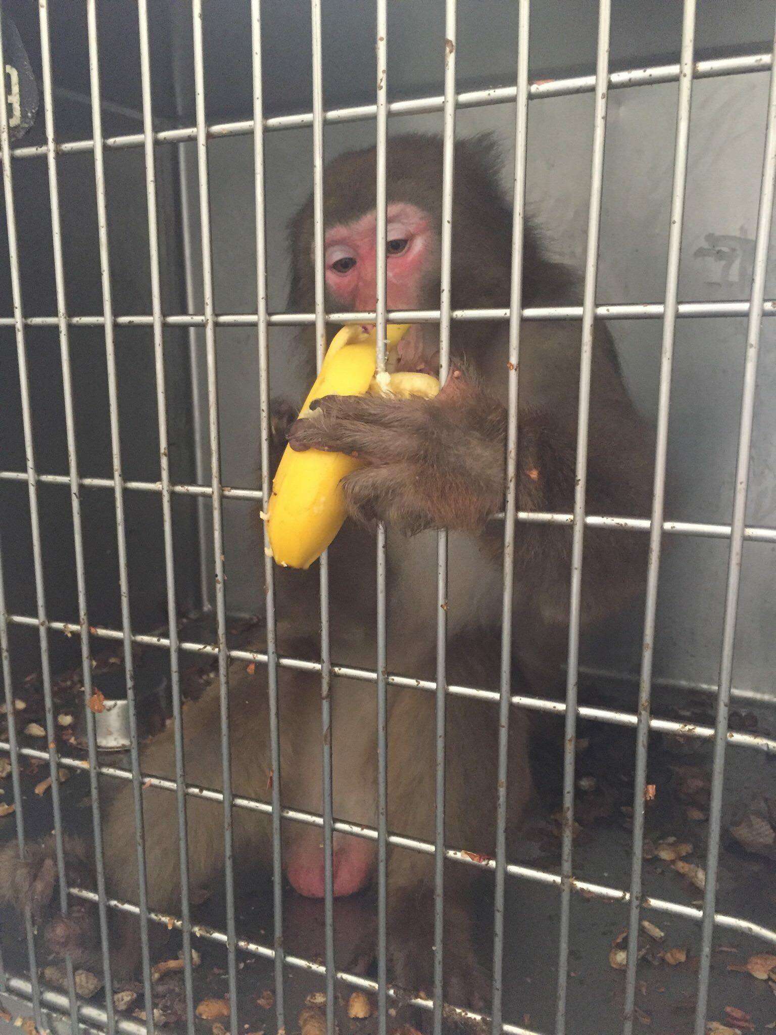 'Pet' monkey dumped at Texas shelter