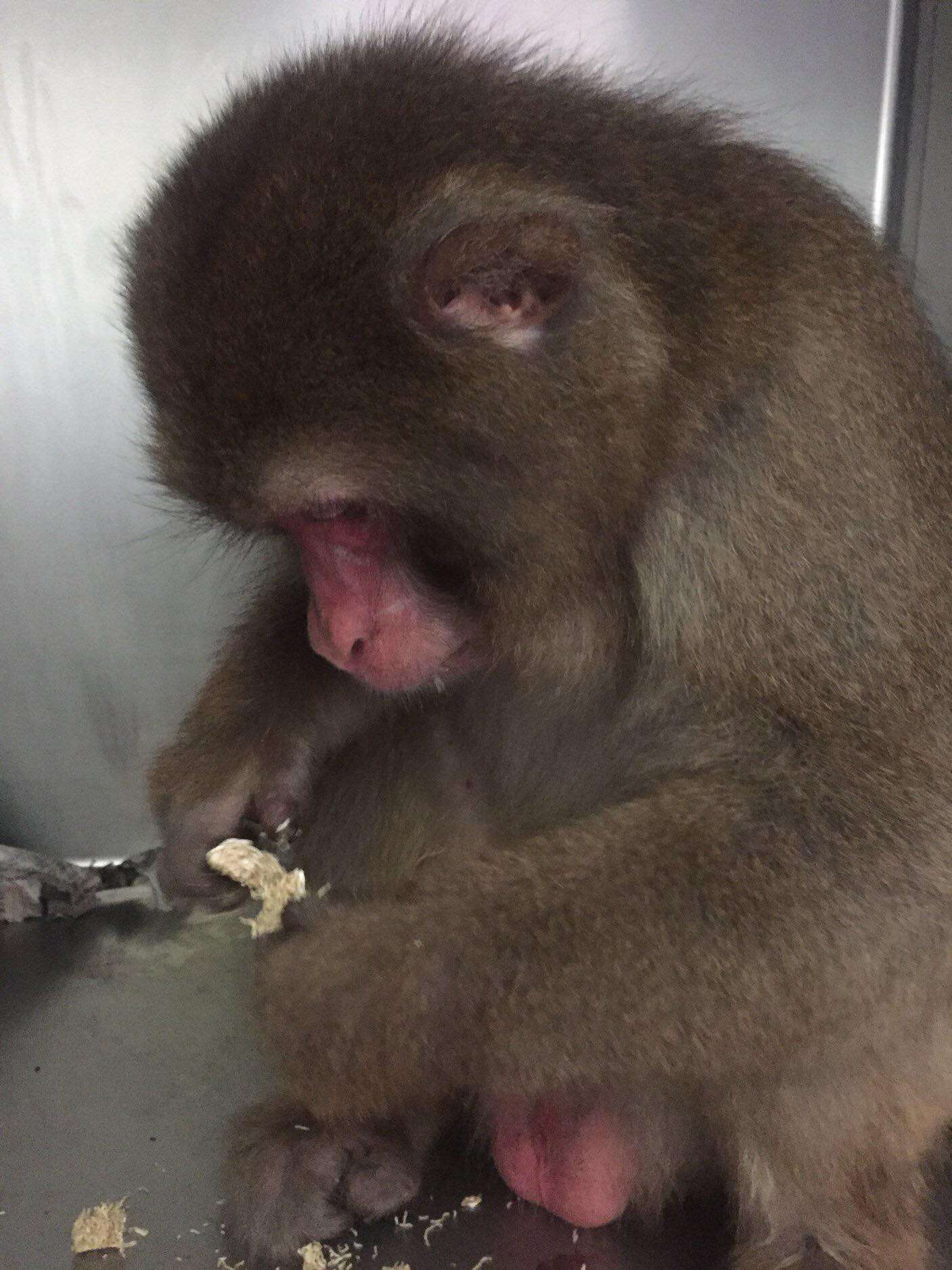 'Pet' macaque dumped at Texas shelter