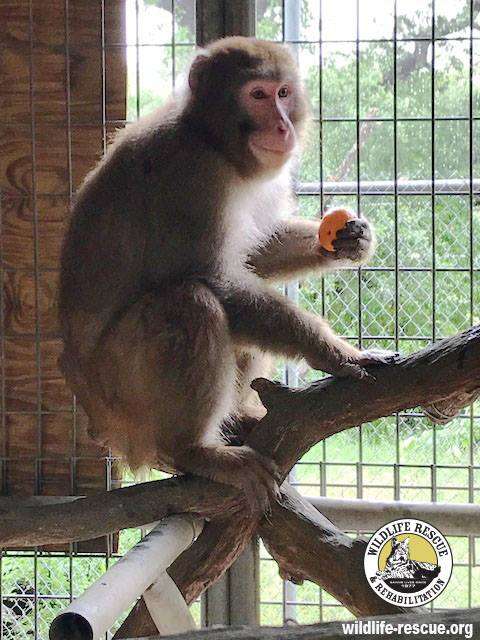 Snow macaque at rescue center in Texas