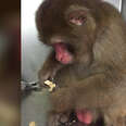 'Pet' macaque dumped at shelter