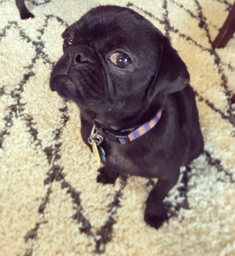 Dex the pug after his mange cleared up