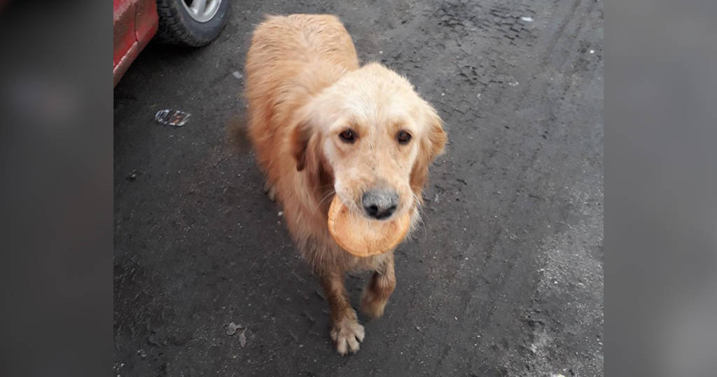 Golden Retriever Living On Turkish Streets Has The Best Life Now The Dodo