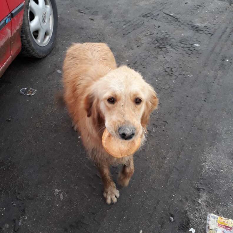 Stray golden retriever holding piece of bread in mouth