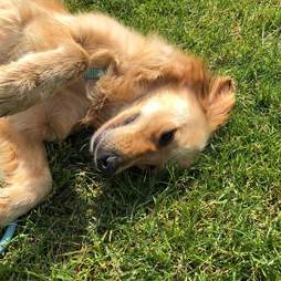 Golden retriever lying in grass