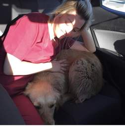 Rescued golden retriever relaxing in car