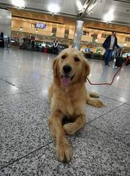 Golden retriever sitting on floor of airport