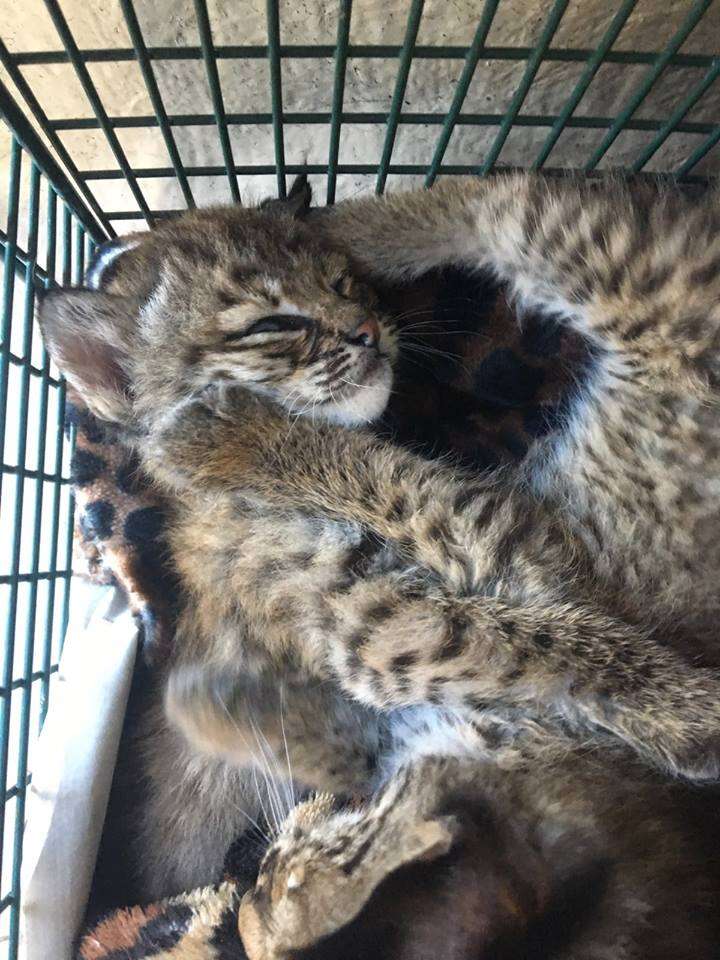 wild bobcat kitten rescue texas