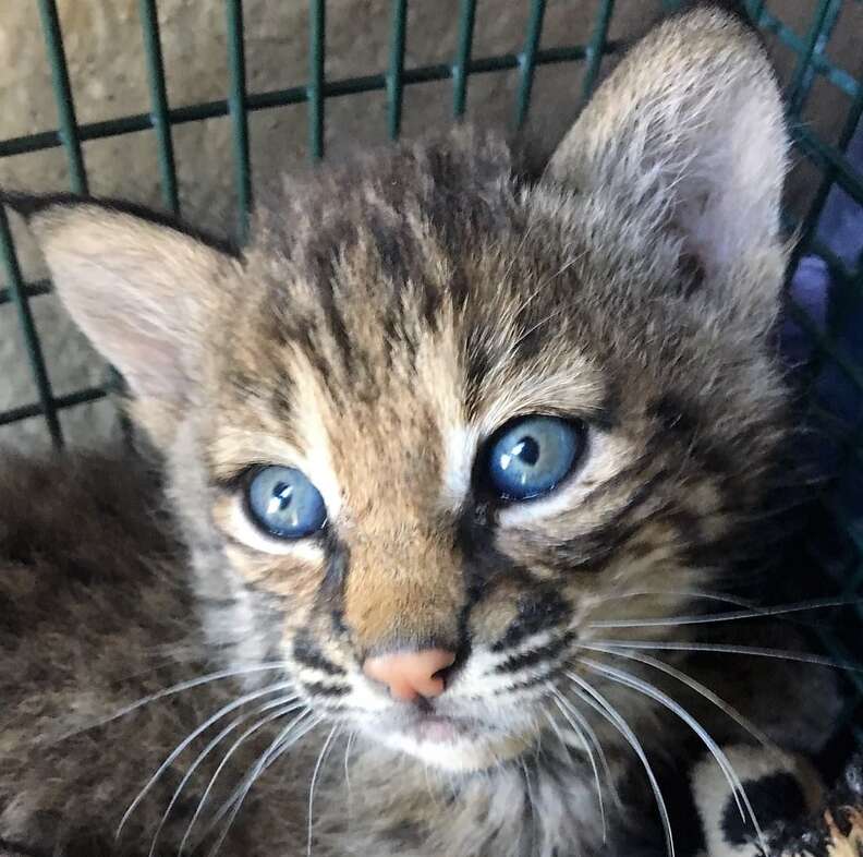 bobcat wild kitten rescue texas