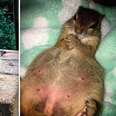 Pregnant wild squirrel comes home to rescuers to have baby