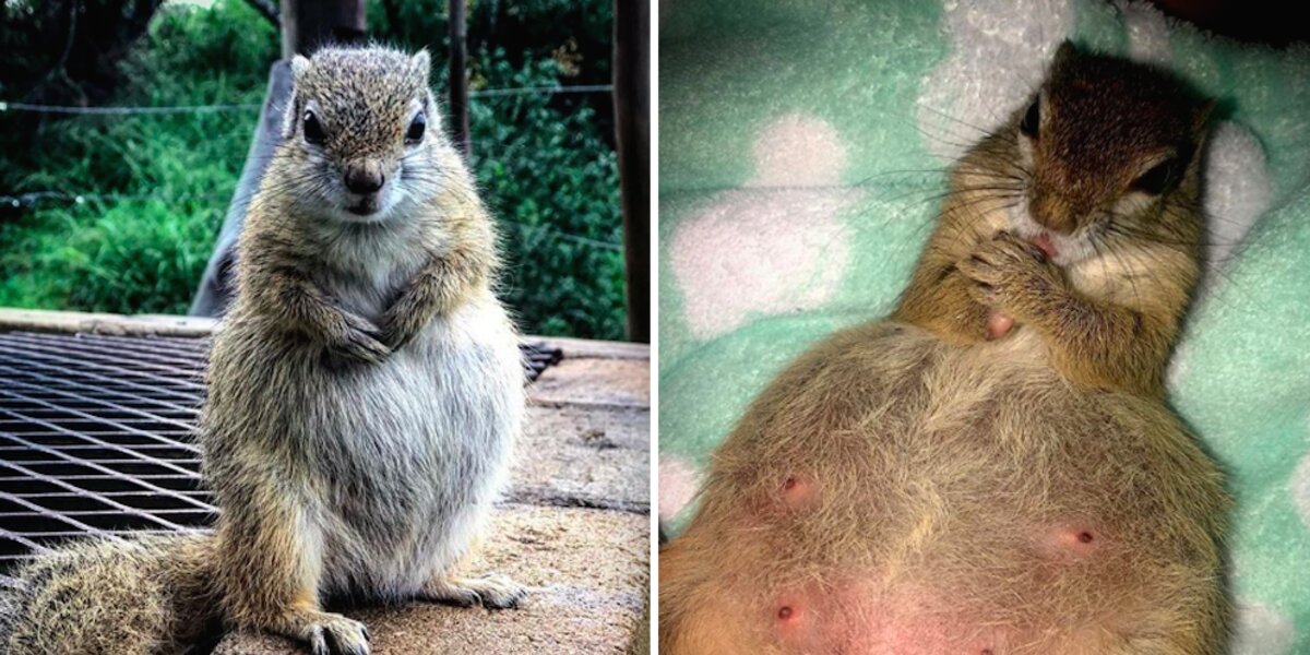 Pregnant Squirrel Returns To People Who Rescued Her To Have Her Baby