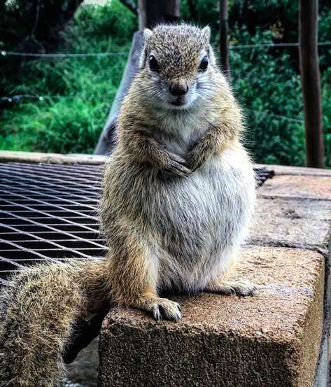 Pregnant squirrel returns to rescuers