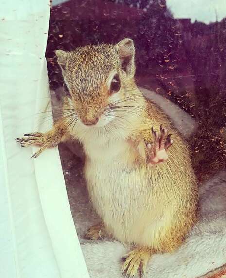 Squirrel saved as a baby