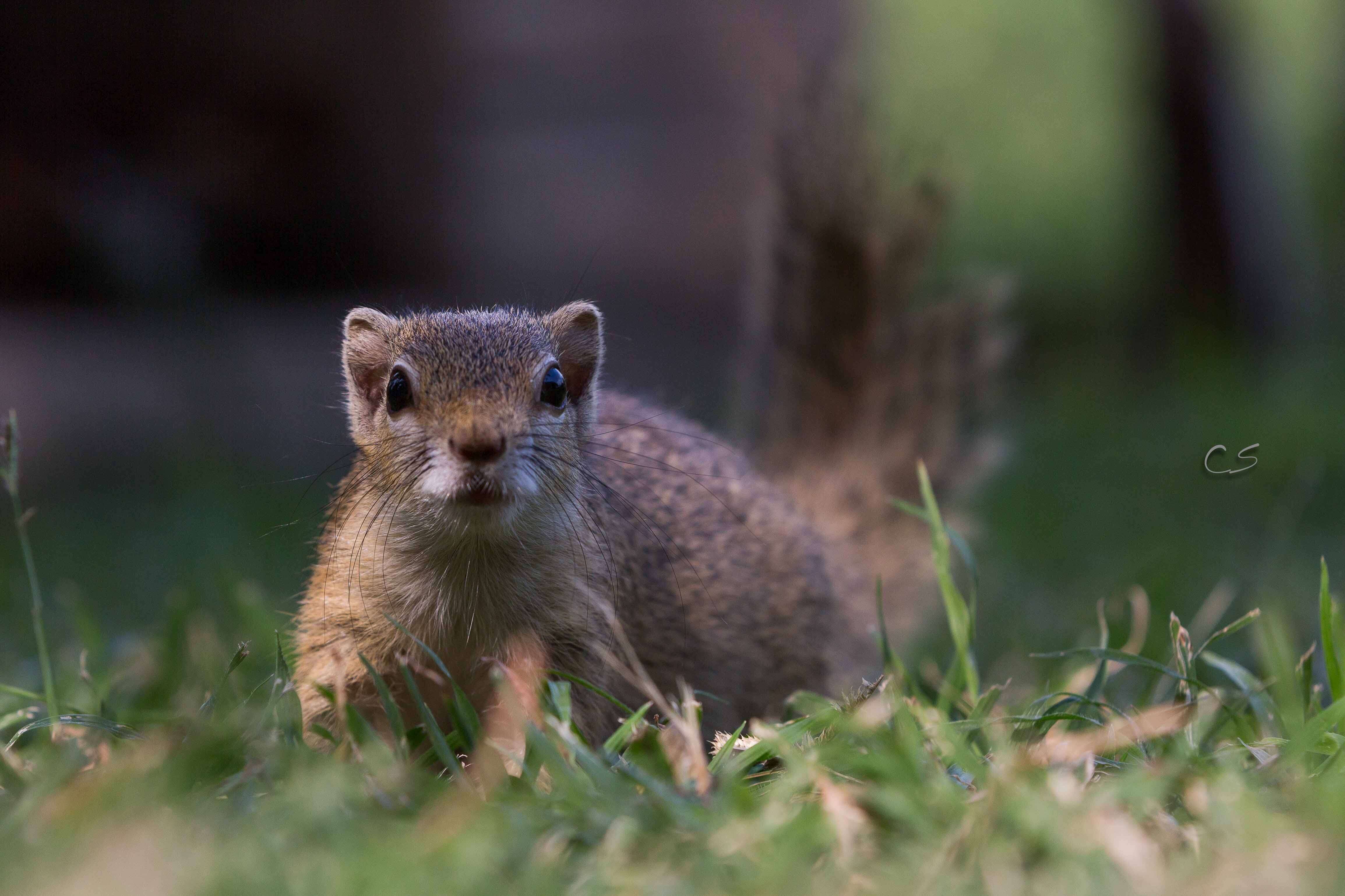 Rescued squirrel rereleased