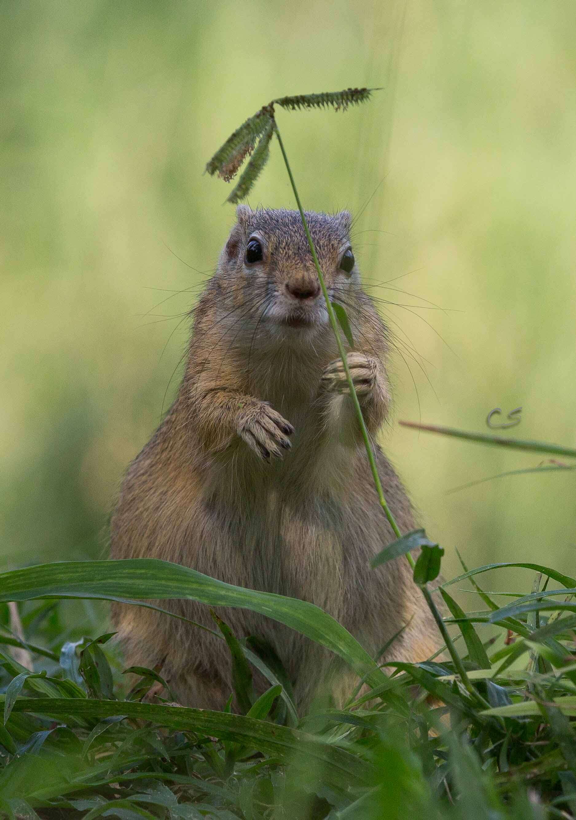 Rescued squirrel rereleased back into the wild