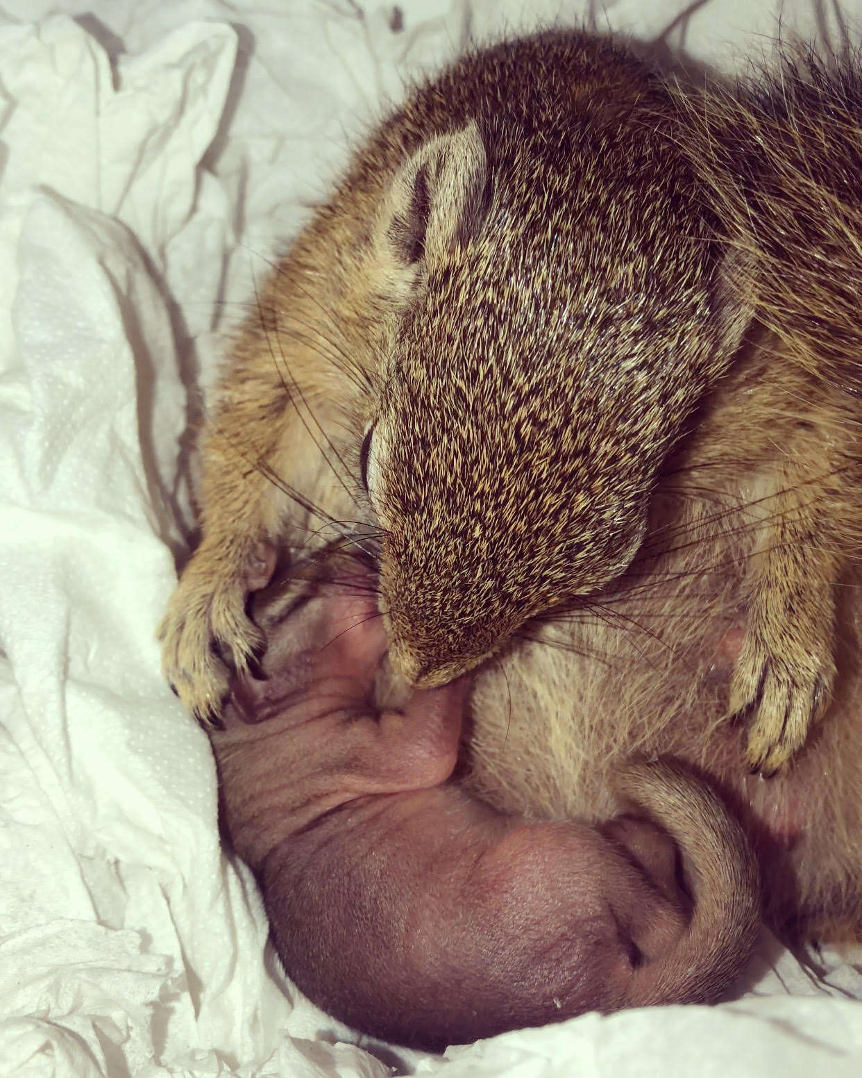 Pregnant rescue squirrel has her baby