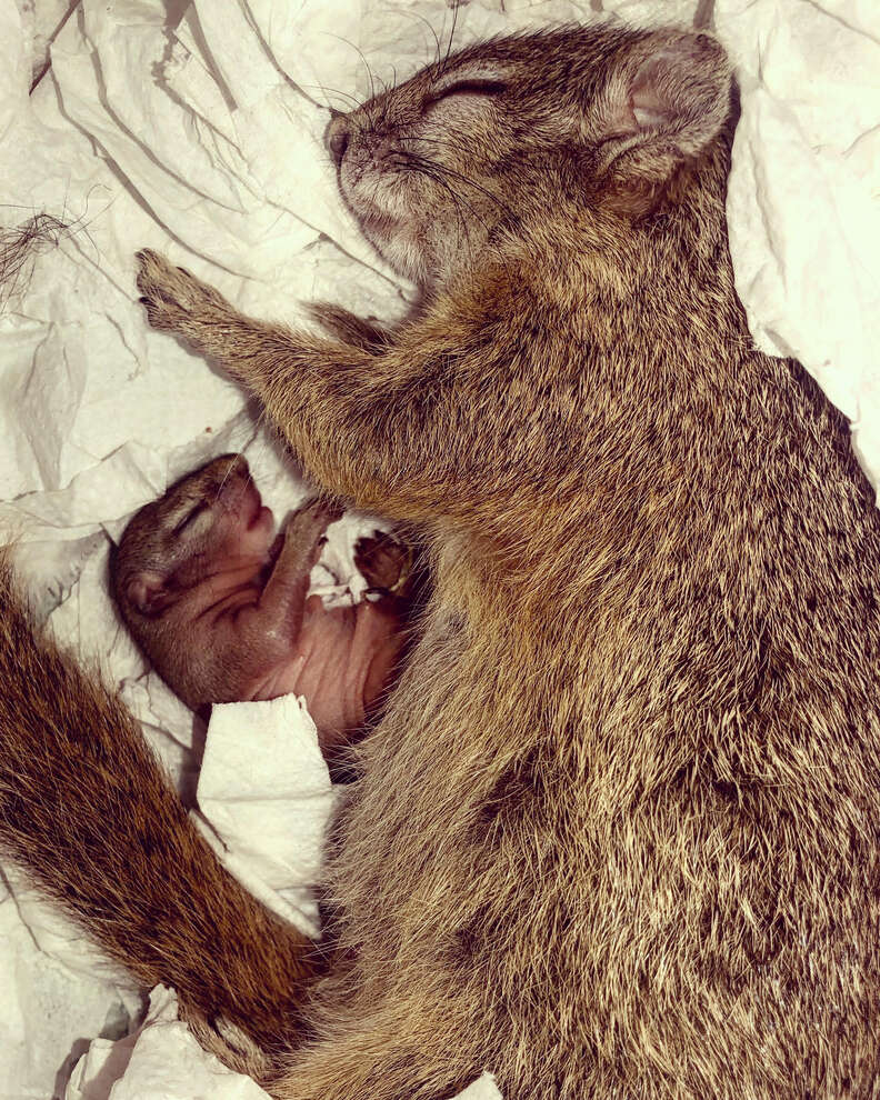 Pregnant rescue squirrel with newborn