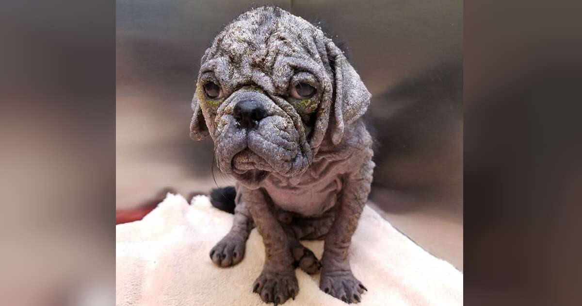 Hairless Little Pug Found On Austin Streets Has The Best New Life - The