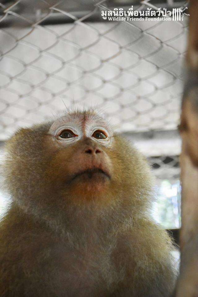 Macaque monkey in cage
