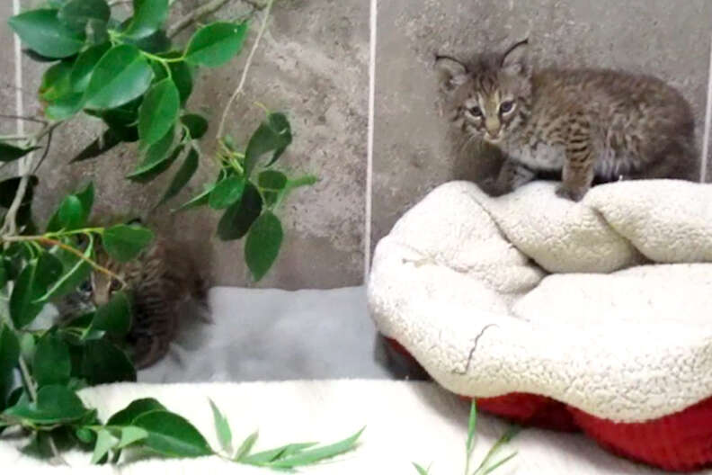 rescue bobcats stolen wild