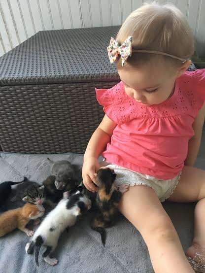 foster cat kitten orphan