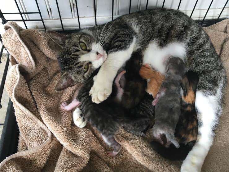 rescue cat orphan foster mom