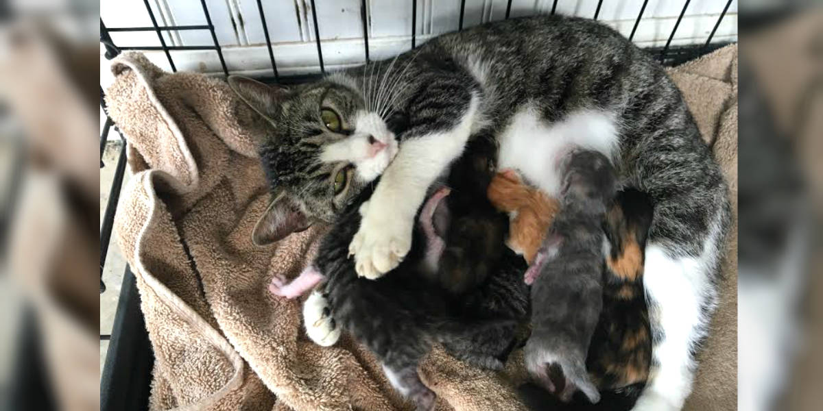 Introducing orphaned kittens to nursing hot sale mother cat