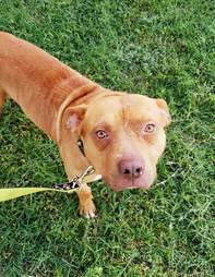 Homeless pit bull coaxed out of woods by rescuer in Fort Worth