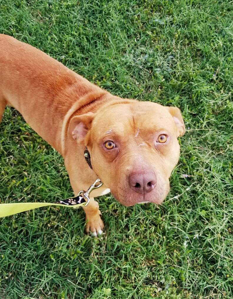 Homeless pit bull coaxed out of woods by rescuer in Fort Worth