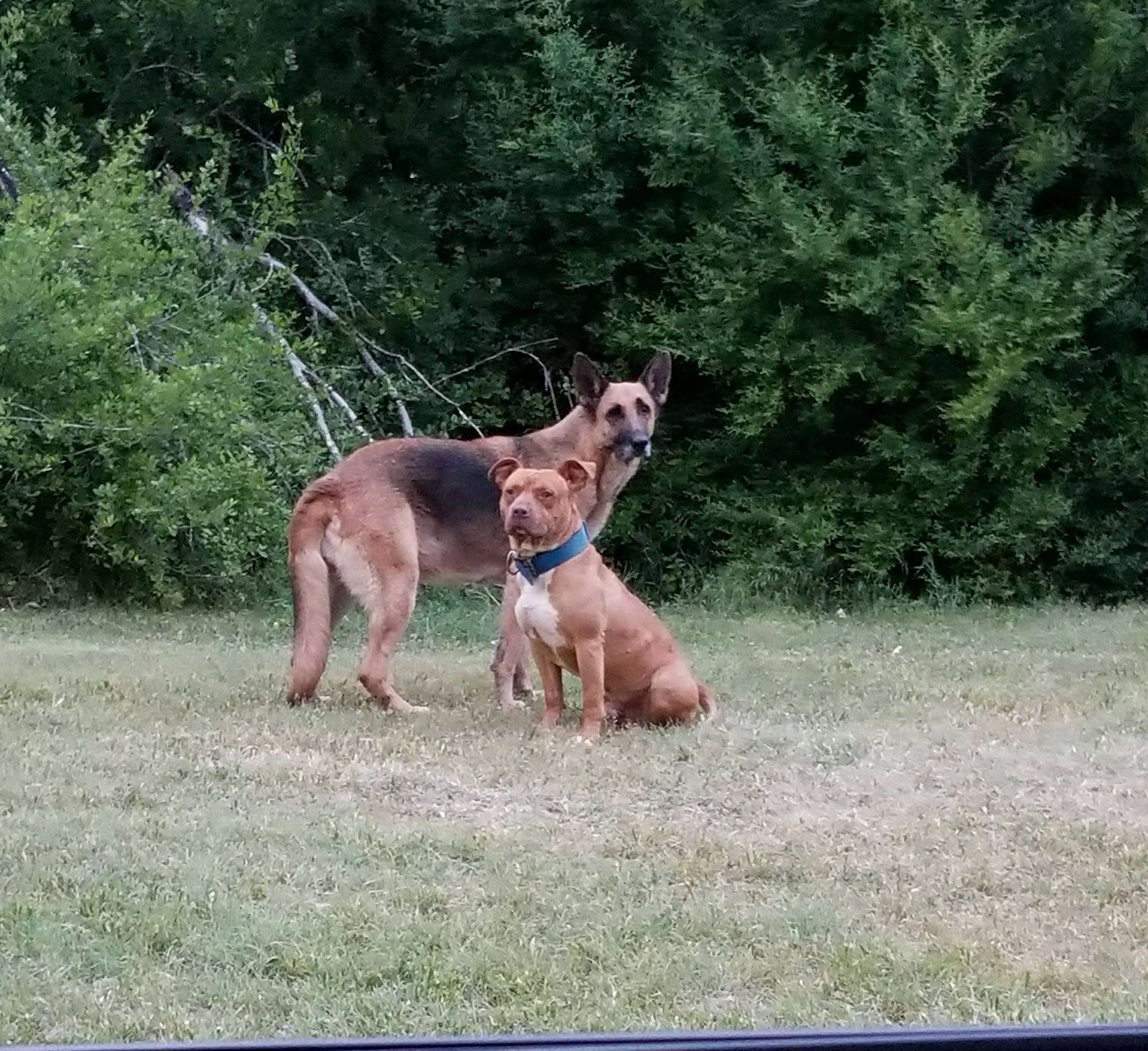 Homeless German shepherd and pit bull coaxed out of woods by rescuer in Fort Worth